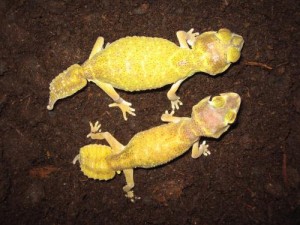 Nephrurus l. occidentalis.1