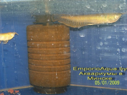 aquarium-fish11 aquarium-fish11