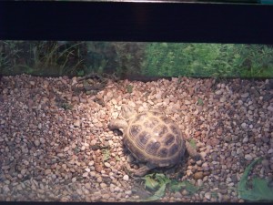 terrarium_suh_cherepah1