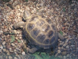 terrarium_suh_cherepah2